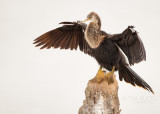 1DX77720 - Anhinga