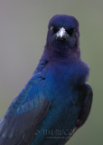 1DX77823 - Boat Tailed Grackle