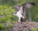 1DX79255 - Osprey Chick