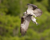 1DX79347 - Osprey with Fish