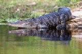 1DX79537 - Gator Reflection