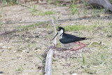 1DX79936 - Black Necked Stilt on Nest