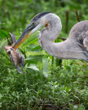 1DX80117 - Great Blue Heron with Catch