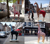 Giraffes .jpg