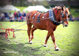 Suffolk Punch working horse. 