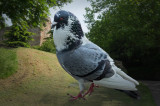 Puffed up Pigeon