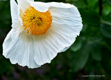 Fried Egg Flower...Coulters Matilija Poppy, California Tree Poppy