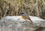 Rougequeue  front blanc Phoenicurus phoenicurus - Common Redstart