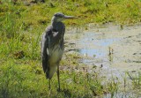 Hron cendr (Ardea Cinerea)