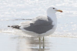 Gull, California 9553