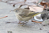 Warbler, Palm 3927