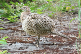 Pheasant, Ring-Necked, female 7767