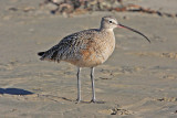Curlew, Long Billed 1451