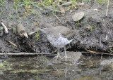 Spotted Sandpiper DSCN_321116.JPG