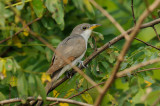 Yellow-billed Cuckoo DSCN_334601.JPG