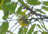 Northern Parula DSCN_336734.JPG