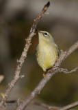 Warbler, Black-throated Blue DSCN_344119.JPG