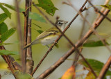 Vireo, Blue-headed DSCN_344176.JPG