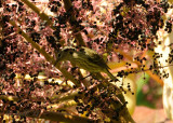 Warbler Cape May DSCN_343976.JPG