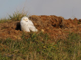 Snowy Owl-Frederick DSCN_359413.JPG