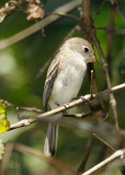 Flycatcher, Least DSCN_332658.JPG