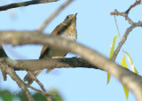 Veery DSCN_336921.JPG