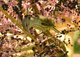 Warbler, Cape May DSCN_343974.JPG