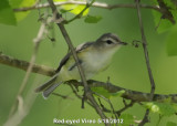 Vireo, Red-eyed DSCN_276237.JPG