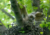 Owl Great Horned DSCN_269102.JPG