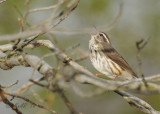 Louisiana Waterthrush 20140408_09182600.JPG