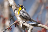 Yellow-throated Warbler 20140410_13394050_2x3_W.jpg