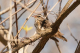 Louisiana Waterthrush 20140410_11320534_2x3_W.jpg