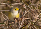 White-eyed Vireo 20140409_09415817_5x7_W.jpg