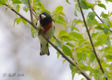 Grosbeak, Rose-breasted 20140502_14470000_5x7_W.jpg