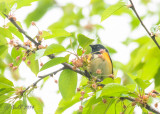 Warbler, American Redstart 20140507_13585771_5X7_W.jpg