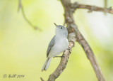 Gnatcatcher, Blue-gray 20140508_12261824_5X7_W.jpg