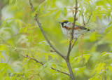 Warbler, Chestnut-sided 20140509_10254425_5x7_W.jpg