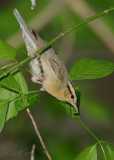 Warbler, Worm-eating 20140506_07311108_5x7_W.jpg