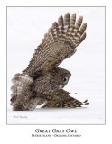 Great Gray Owl-167