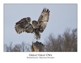Great Gray Owl-187