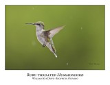 Ruby-throated Hummingbird-010