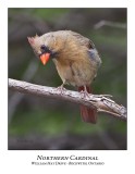 Northern Cardinals