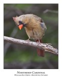 Northern Cardinal-010