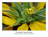 Flower Crab Spider-002