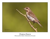 Purple Finch-012