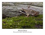 Wood Frog-006