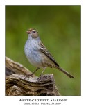 White-crowned Sparrow-017