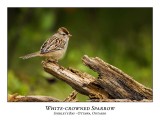 White-crowned Sparrow-018