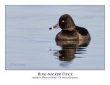 Ring-necked Duck-017