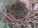 Aberts Towhee nest
